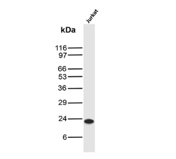 CD3E Antibody