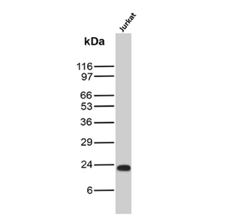 CD3E Antibody