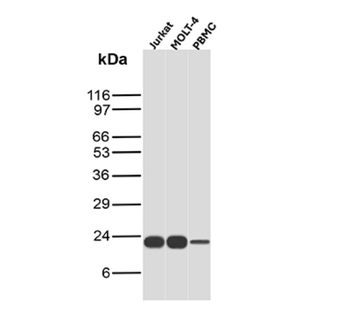 CD3E Antibody