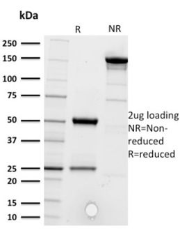 CD5 Antibody