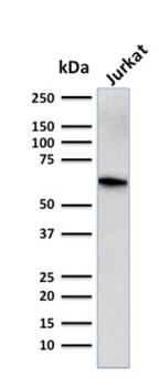 CD5 Antibody