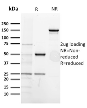 CD5 Antibody