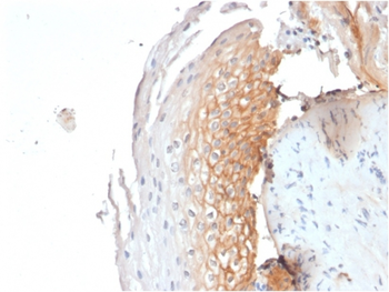 CD9 Antibody