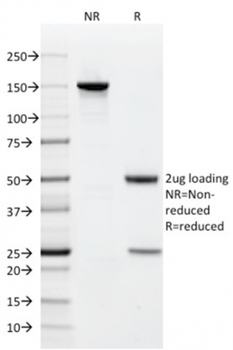 CD9 Antibody