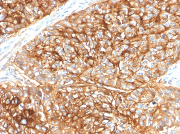 CD9 Antibody