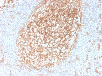 CD14 Antibody