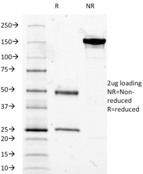 CD14 Antibody