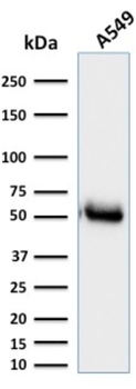 CD14 Antibody