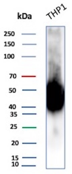 CD14 Antibody