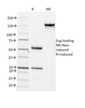 CD14 Antibody