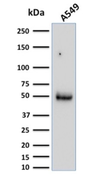 CD14 Antibody