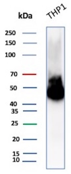 CD14 Antibody