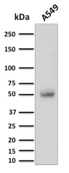 CD14 Antibody