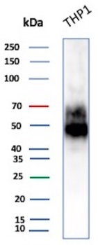 CD14 Antibody
