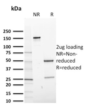 CD14 Antibody