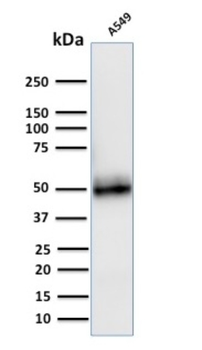 CD14 Antibody
