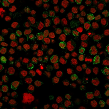 CD22 Antibody