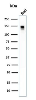 CD22 Antibody