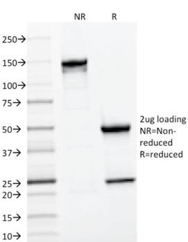 CD22 Antibody