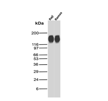 CD22 Antibody