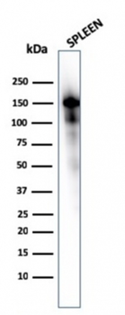 TPSAB1 Antibody