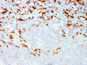 MVP Antibody