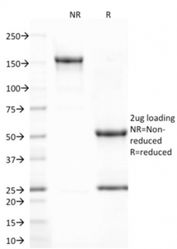 CD80 Antibody
