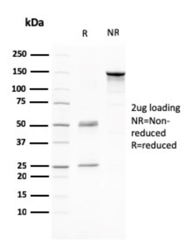 CD80 Antibody