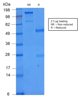 CD86 Antibody