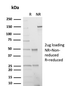 CD86 Antibody