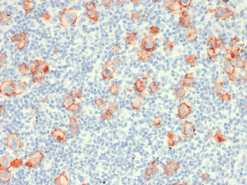 TNFRSF8 Antibody