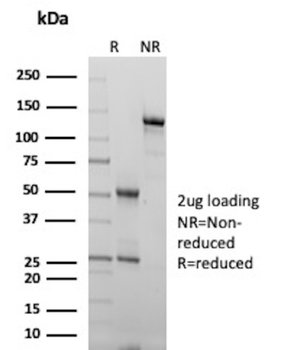 TNFRSF8 Antibody