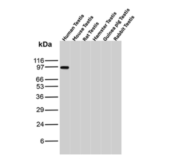 CD34 Antibody