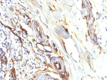 CD34 Antibody