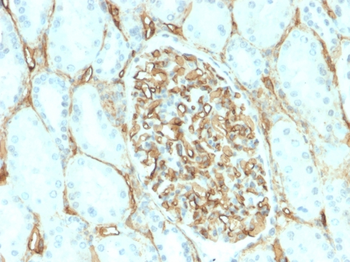 CD34 Antibody