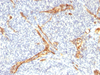 CD34 Antibody