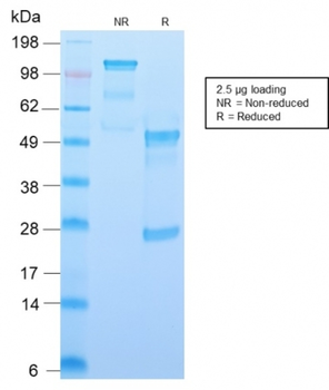 CD34 Antibody