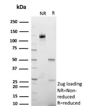 CD34 Antibody