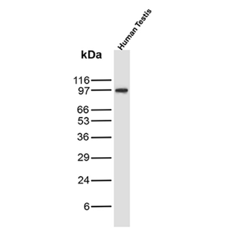 CD34 Antibody