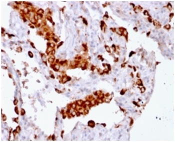 NAPSA Antibody