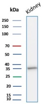 NAPSA Antibody