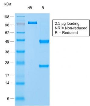 NAPSA Antibody