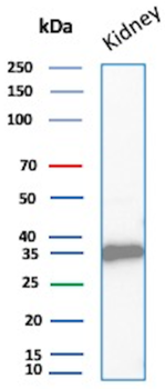 NAPSA Antibody