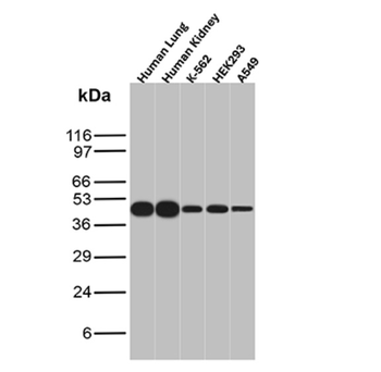 NAPSA Antibody