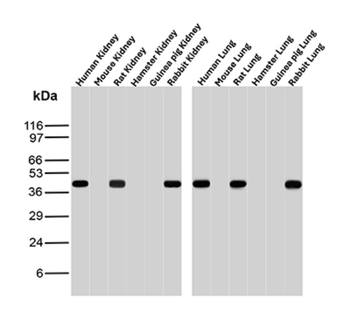 NAPSA Antibody