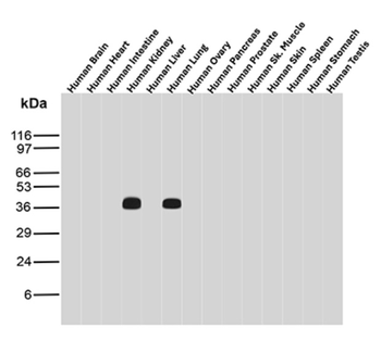 NAPSA Antibody