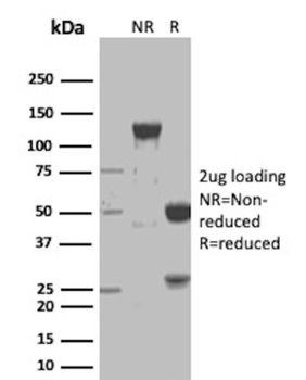 NAPSA Antibody