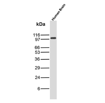 CD40 Antibody