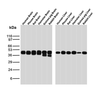 CD40 Antibody