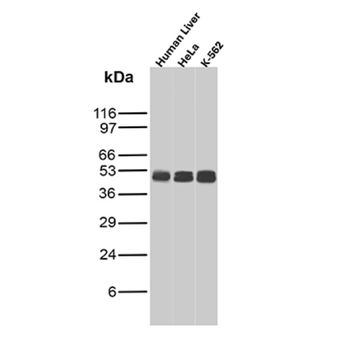 CD40 Antibody